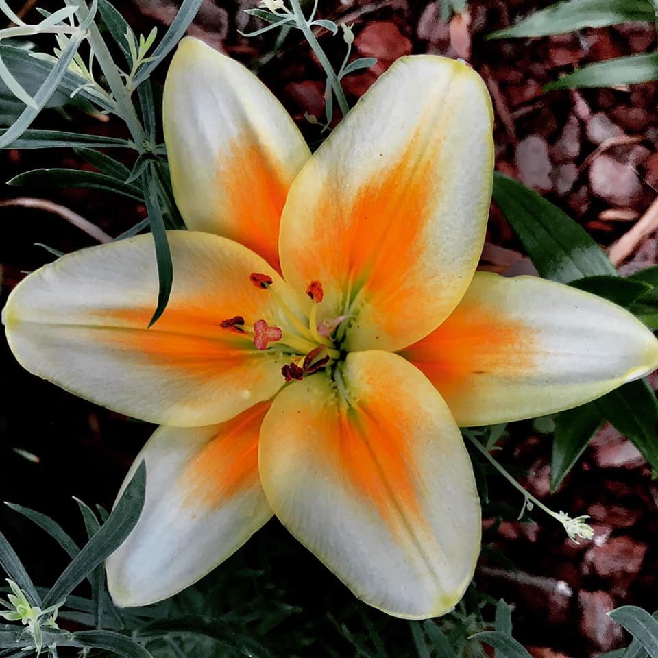 Betty Moore's flower garden. 10 June 19.