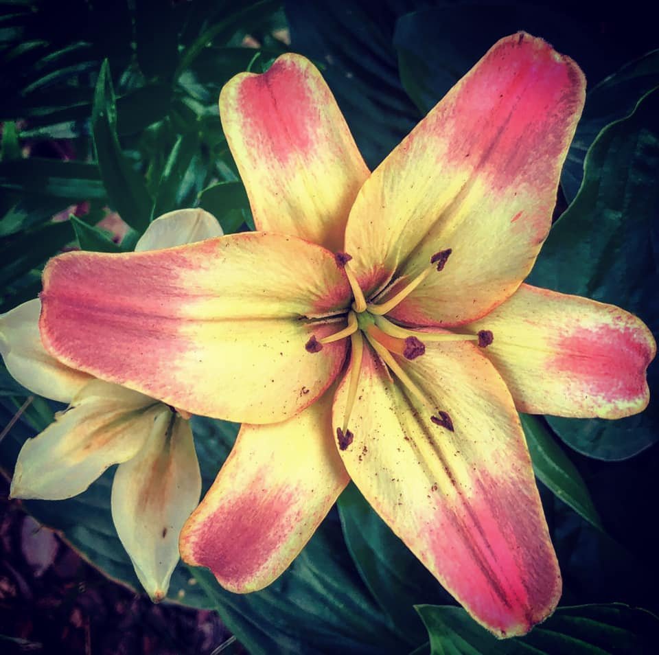 Betty Moore's flower garden. 10 June 19.