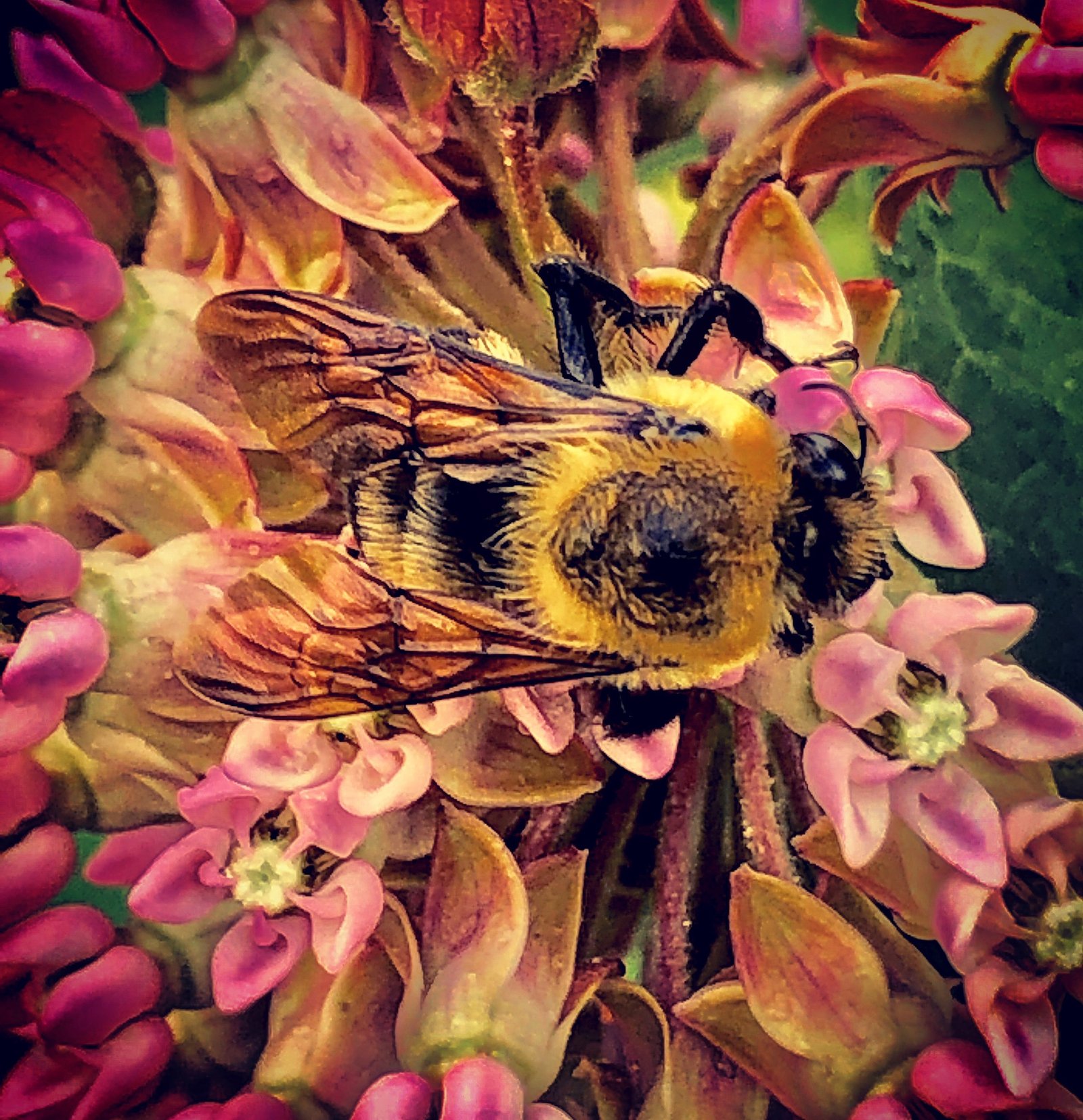 Bee on milkweed