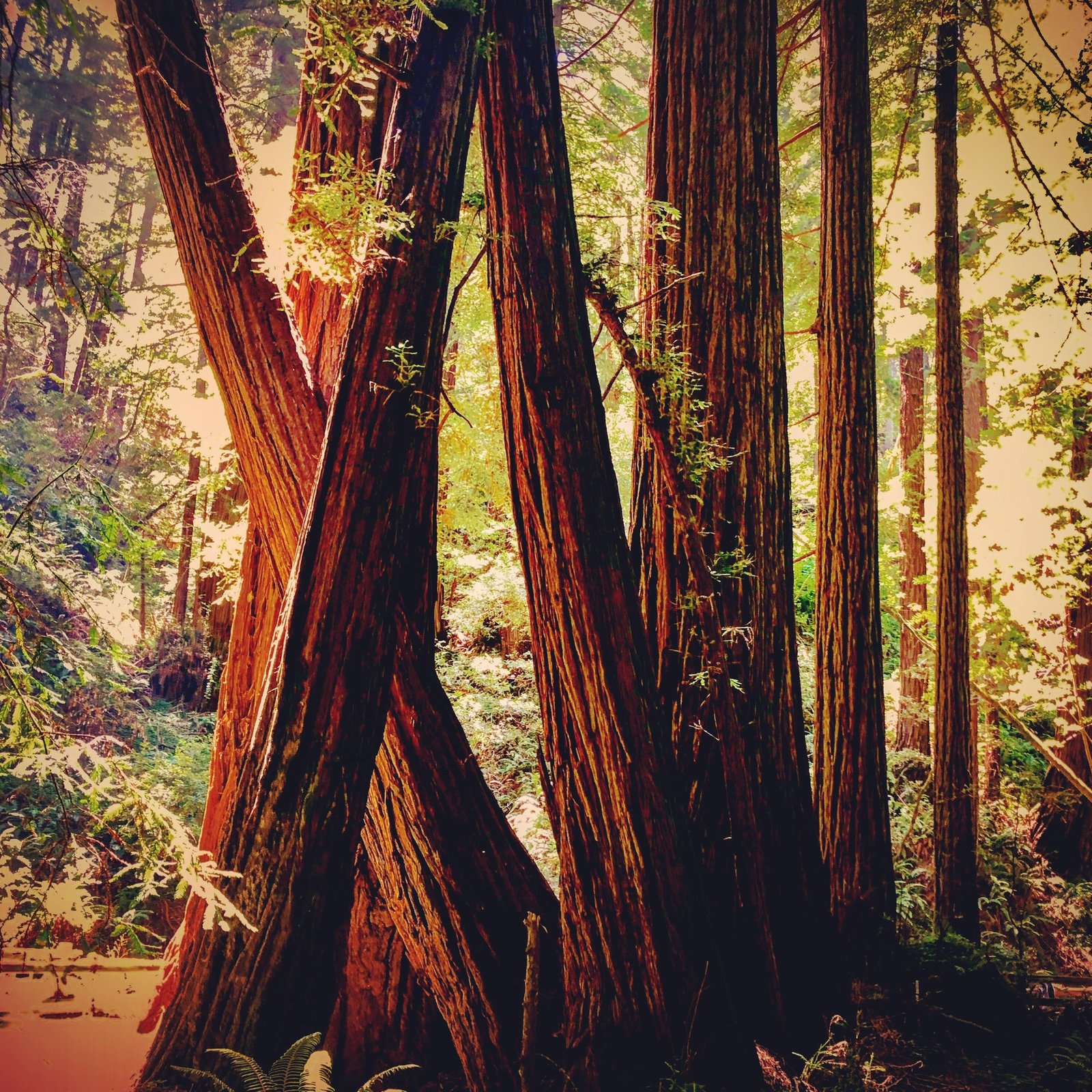 Muir Woods, CA. Donner Pass. 22 July 19. Copyright, Alarice Multimedia, LLC.