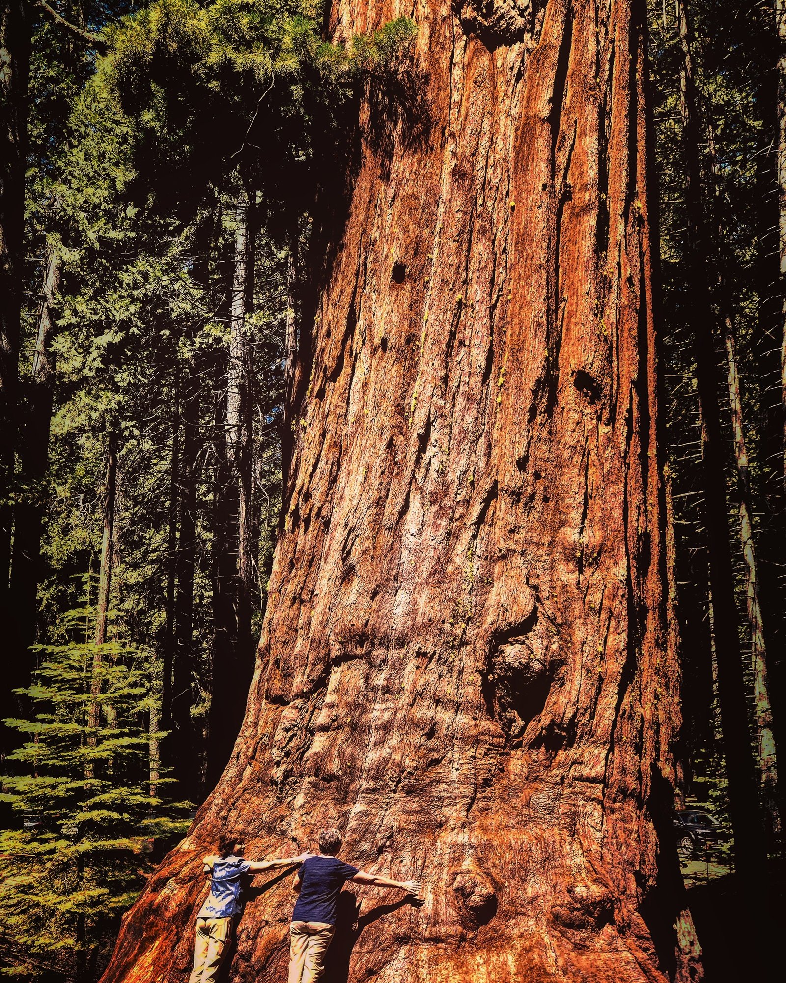 Sequoia National Park